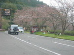 奥琵琶湖の海津大崎の桜